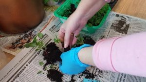 #рассада Виола пикировка 31.03.2022🌸🌸🌸