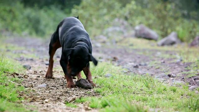 Watch top 10 guard dogs. Top guard dogs for families. смотреть онлайн