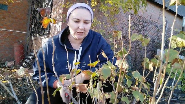 Осенняя обрезка смородины. смотреть онлайн