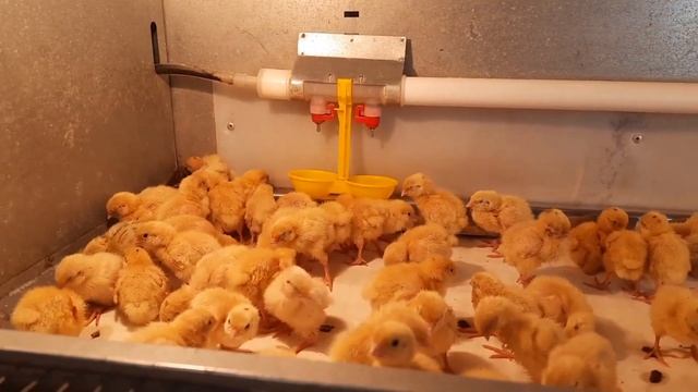 Птицеферма Кубанская перепёлка реализует суточных цыплят перепелов пород Техасский белый смотреть онлайн