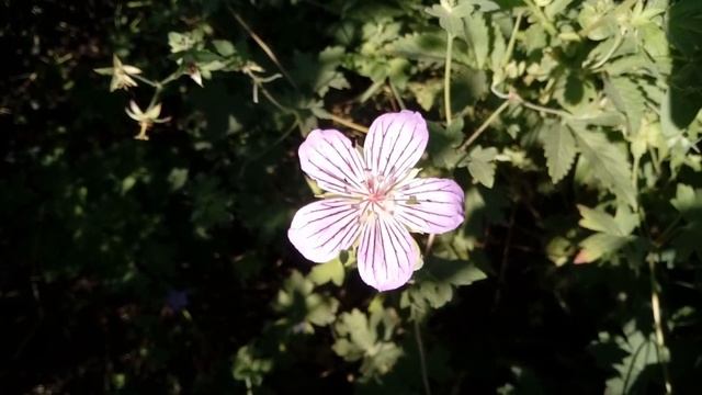 Кто обокрал Шукшину дочь или подруга? Вскрылась правда... смотреть онлайн