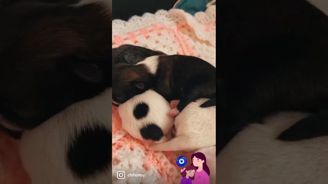 Малыши ❤️ щенки чихуахуа смотреть онлайн