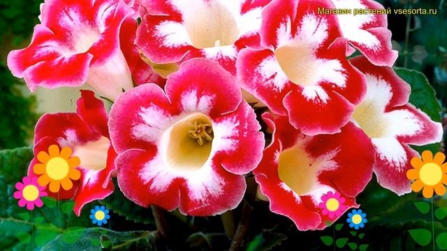 Глоксиния гибридная Бланш Де Меру. Краткий обзор, описание характеристик Blanche de Meru смотреть онлайн