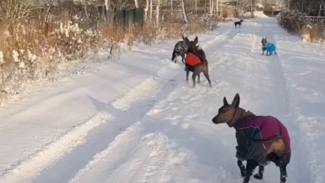 Акела промахнулся смотреть онлайн