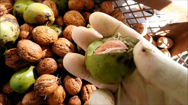 ЧТО ДЕЛАЕМ С ГРЕЦКИМИ ОРЕХАМИ?.КАК ХРАНИМ? смотреть онлайн