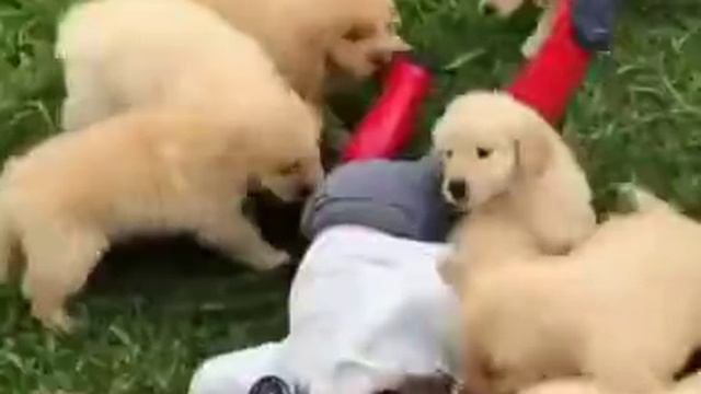 Снова собаки нападают на человека смотреть онлайн