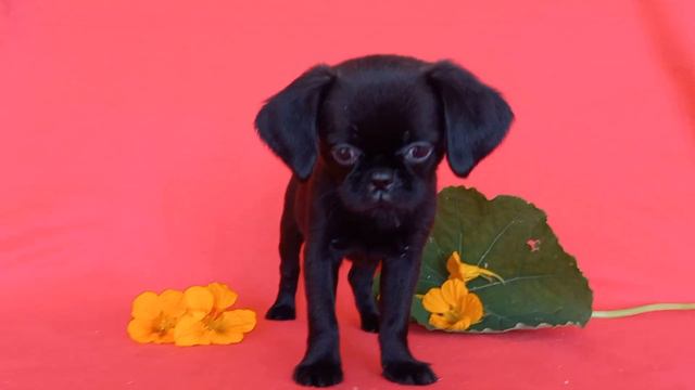 Бэль. Само совершенство.))