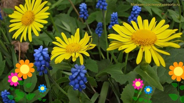 Дороникум восточный Литтл Лео. Краткий обзор, описание характеристик doronicum orientale Little Leo смотреть онлайн