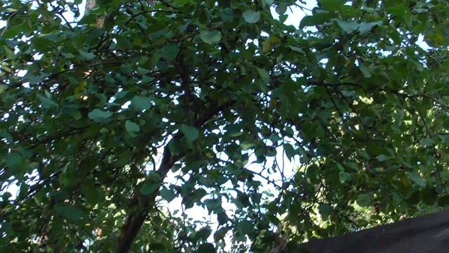 2017 08 03 16 42 15 00194 Panasonic HC V550 324 mb смотреть онлайн