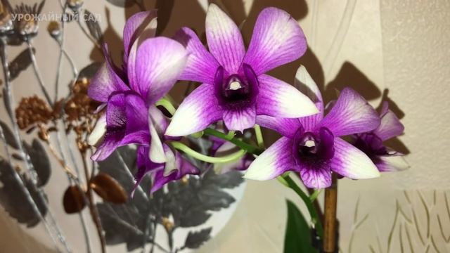 2 Ампулы и Даже Хилый Цветок в Марте Зазеленеет и Пышно Зацветет! Проверенно Рабочий Рецепт! смотреть онлайн