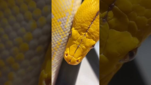 Какой вопрос к нам вас давно мучает? #питон #сетчатыйпитон #змея #рептилии #экзотика #зоомагазин смотреть онлайн