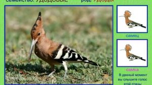 Удод. Голоса птиц