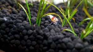 Запуск креветок в 16л креветочник