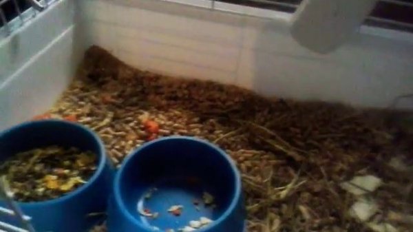 Как убрать клетку морской свинки