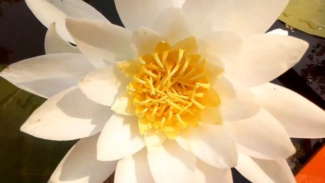 Цветок лотос. Рассмотрим, как выглядит белый лотос. Lotus flower смотреть онлайн