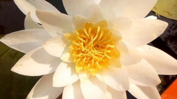 Цветок лотос.  Рассмотрим, как выглядит белый лотос.  Lotus flower