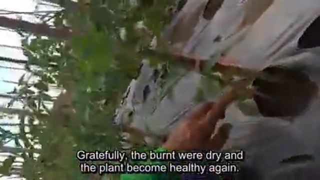 Decoprima control fusarium wilt in tomato смотреть онлайн