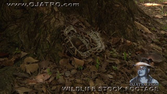 Python eats Rat 09 - Music Video - Dangerous Animals смотреть онлайн