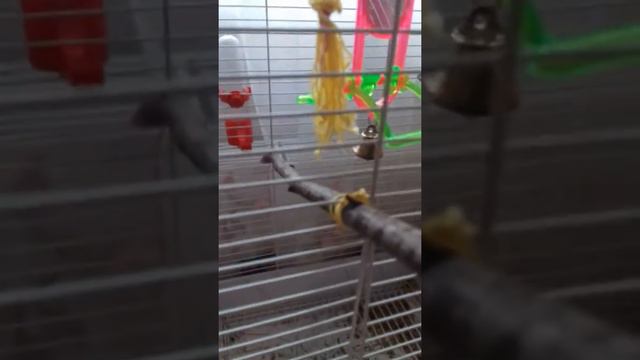 Короче говоря у меня теперь есть попугай!!! смотреть онлайн