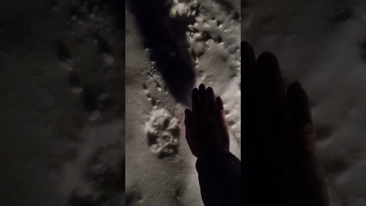 Волк в Троицко-Печорске. Видео Андрея Барамохина смотреть онлайн