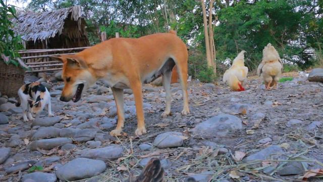 woman catch kid chicken to care- fry chicken with rice for dog and cat- cooking in forest HD смотреть онлайн