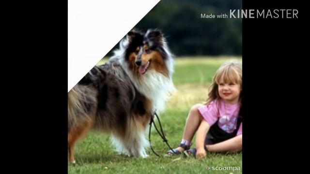Топ 7 самых добрых собак для детей смотреть онлайн