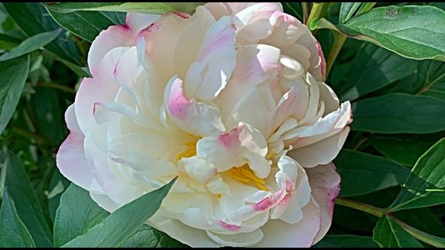 Romantic peonies just for you. With love, from Shanghai. смотреть онлайн