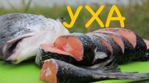 Уха из рыбы сёмги в казане на костре.