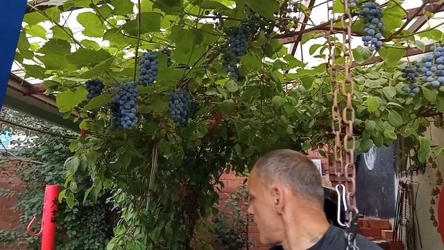 Амурский неукрывной виноград на Южном Урале смотреть онлайн