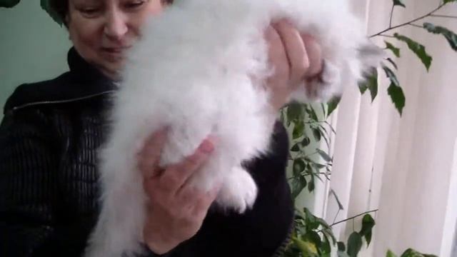 Правила продажи котят смотреть онлайн