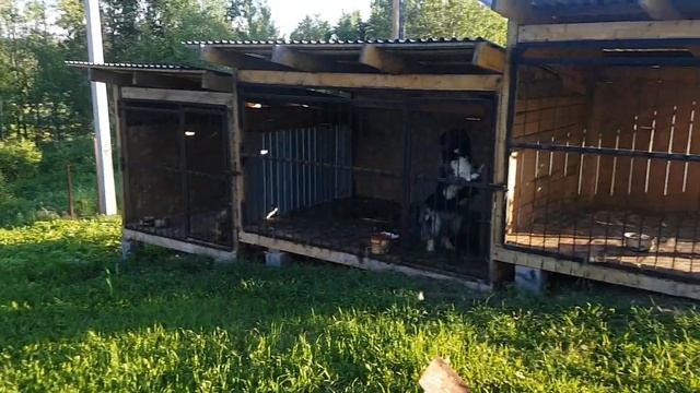 НУЖНА ЛИ ТРАВА СВИНЬЯМ?! смотреть онлайн