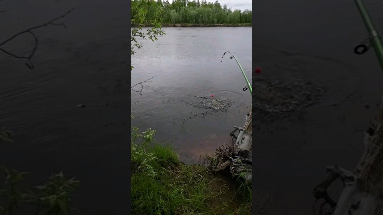 Щука на жерлицу #fishing #рыбалка #pike #pikefishing смотреть онлайн