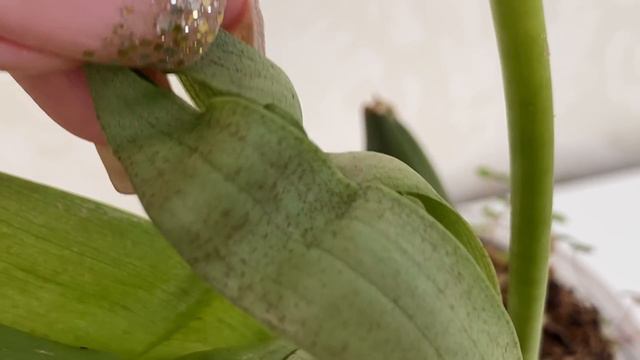 Проблемные орхидеи. смотреть онлайн