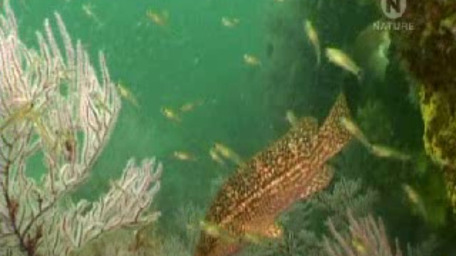 Подводные создания смотреть онлайн