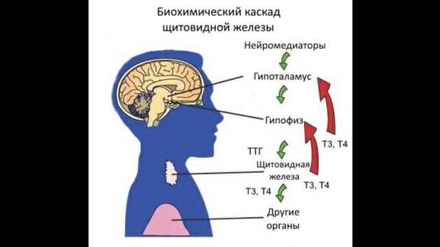 почему повышен ТТГ и что это значит ?