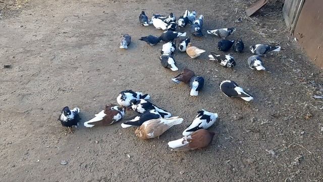 Продолжение полета николаевских чубатых голубей. Погода отличная! 18.11.2020г. смотреть онлайн