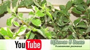 Болезни и вредители Бугенвиллии. Как спасти растения?