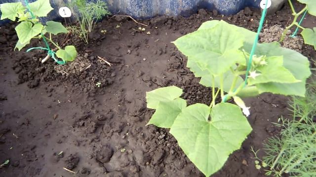 █ ПРАВИЛЬНЫЙ ПОЛИВ ЭТО ВАЖНО ч. 6 // ОГУРЦЫ ТОМАТЫ // Как поливать ОВОЩИ на ОГОРОДЕ и ТЕПЛИЦЕ смотреть онлайн