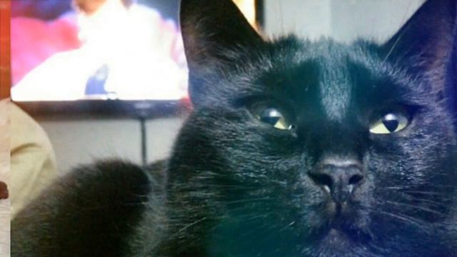 Котики бывают разные смотреть онлайн