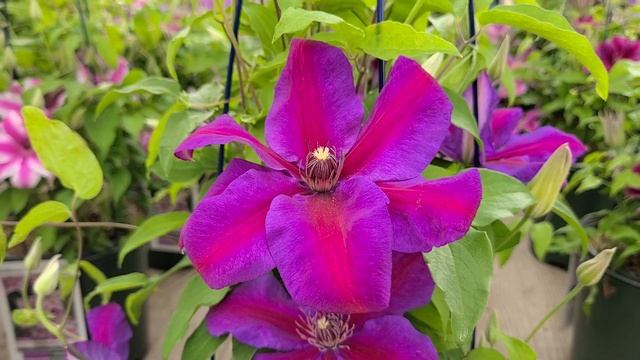 Clematis 'Mrs. N. Thompson' // A SPECTACULAR, Richly Colored, Flowering Vine