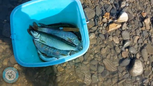 ОДИН В ТАЙГЕ. УНЕСЁННАЯ ЛОДКА. СИГ и ЛЕНОК на УЛЬТРАЛАЙТ. РЫБАЛКА НА ГОРНОЙ РЕЧКЕ. смотреть онлайн