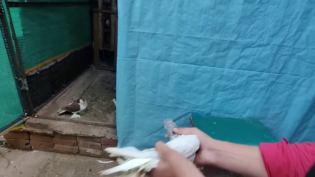 3 New Fancy Pigeons Aaye!🕊️😍 Satinnate Shirazi Mukhi Kabutar 🤩 смотреть онлайн
