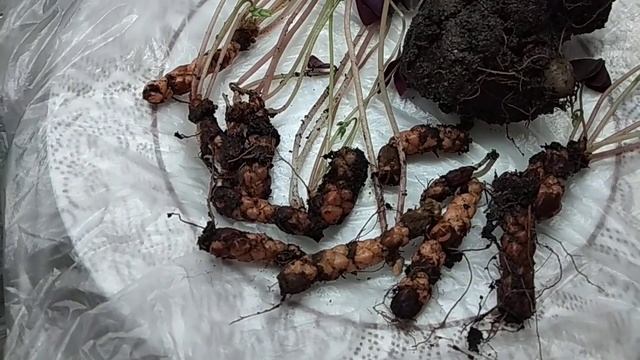 Комнатные растения. #ОКСАЛИС (Кислица, Бабочка). Ризомы Оксалиса. смотреть онлайн