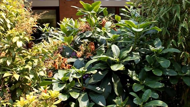 Rhododendron Formen und Verjüngen | Rhododendron schneiden | Rhododendron düngen - NewWonder555 смотреть онлайн