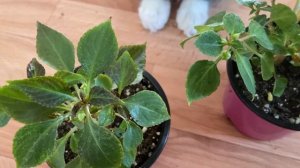 Борьба с паутинным клещом на бальзаминах