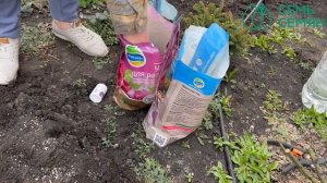 Все секреты посадки роз в одном ролике!