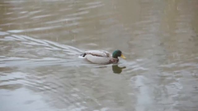 Happy Bday, Swing! смотреть онлайн