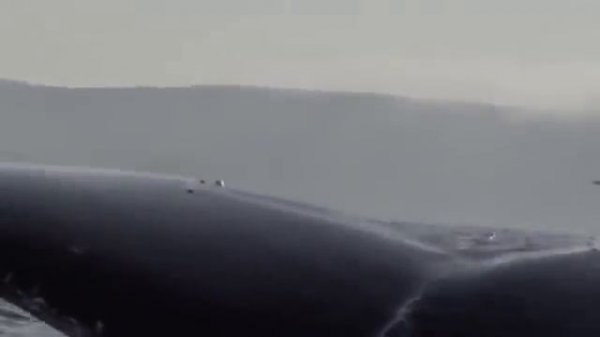 История Природы.