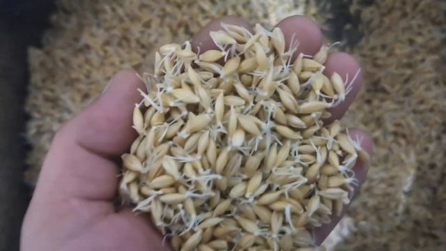 Солод своими руками. Проращивание.