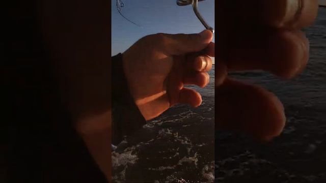 Hard Rock Fishing [SPARUS AURATA] SPM 75 BASSDAY #shorts #rockfishing #pesca #spinningfishing #lure смотреть онлайн